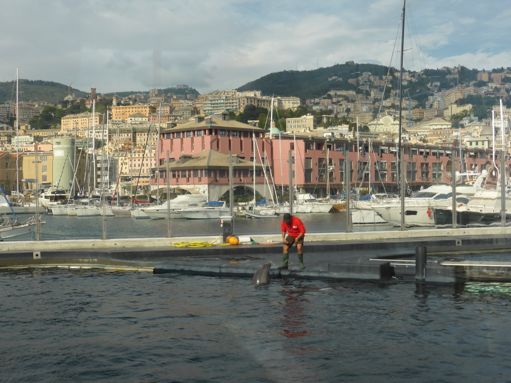 Dolphin and its trainer at the Cetaceans Pavilion at the Aquarium of Genoa, with a view on the Old Harbour