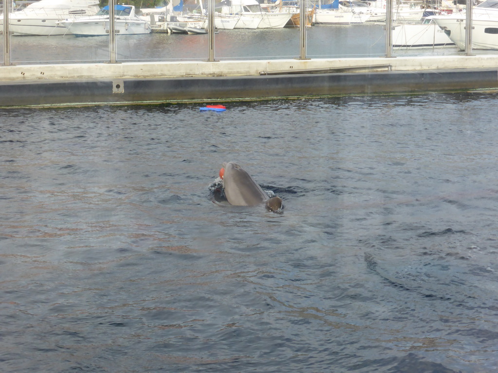 Dolphin at the Cetaceans Pavilion at the Aquarium of Genoa