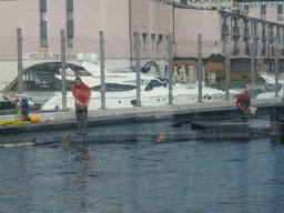 Dolphins and their trainers at the Cetaceans Pavilion at the Aquarium of Genoa, with a view on the Old Harbour