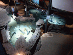 Sturgeons at the Aquarium of Genoa