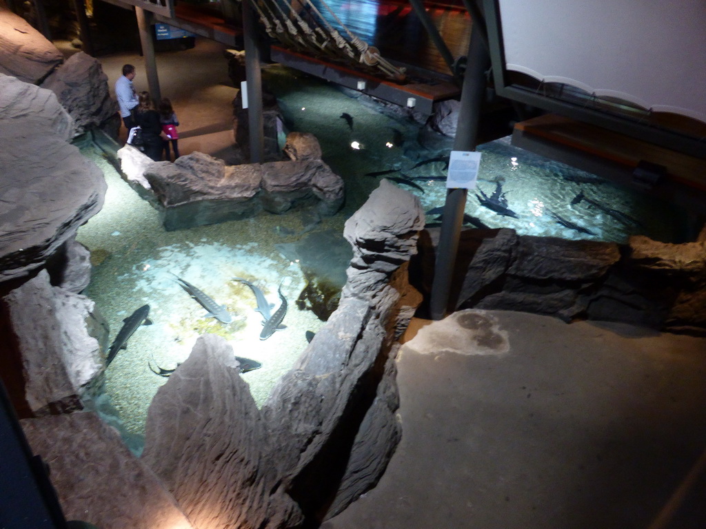 Sturgeons at the Aquarium of Genoa