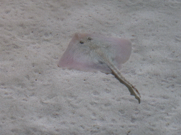 Stingray at the Aquarium of Genoa