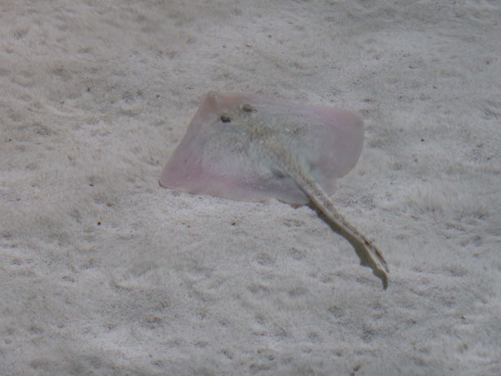 Stingray at the Aquarium of Genoa