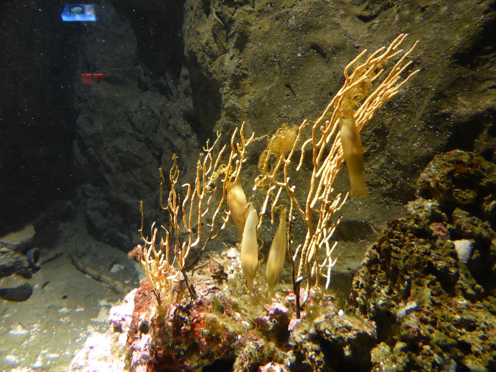 Coral and fish eggs at the Aquarium of Genoa