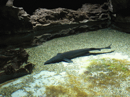 Sturgeon at the Aquarium of Genoa