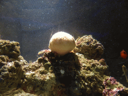 Coral and fish at the Aquarium of Genoa