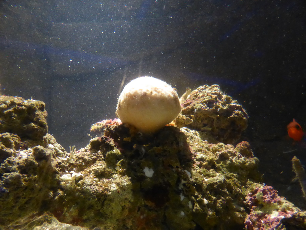 Coral and fish at the Aquarium of Genoa