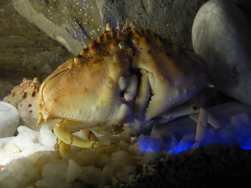 Crab at the Aquarium of Genoa