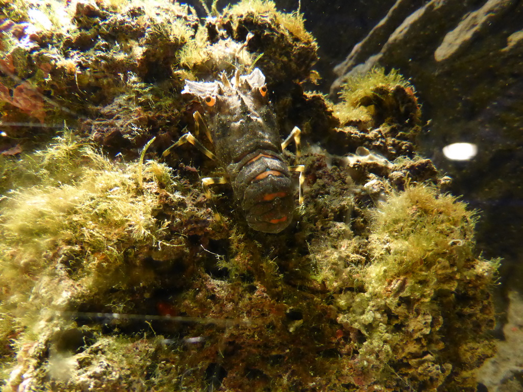 Crustacean at the Aquarium of Genoa