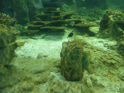 Coral and fish at the Aquarium of Genoa
