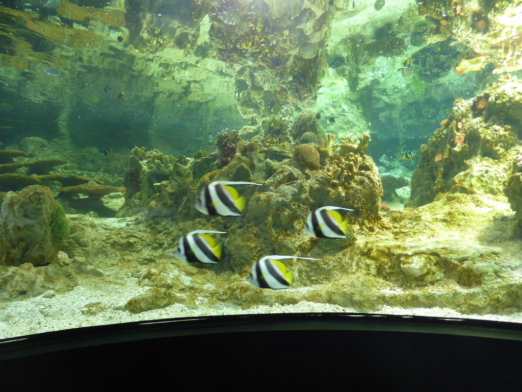 Coral and fish at the Aquarium of Genoa