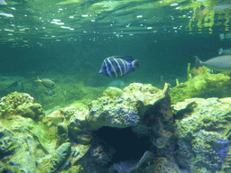 Coral and fish at the Aquarium of Genoa