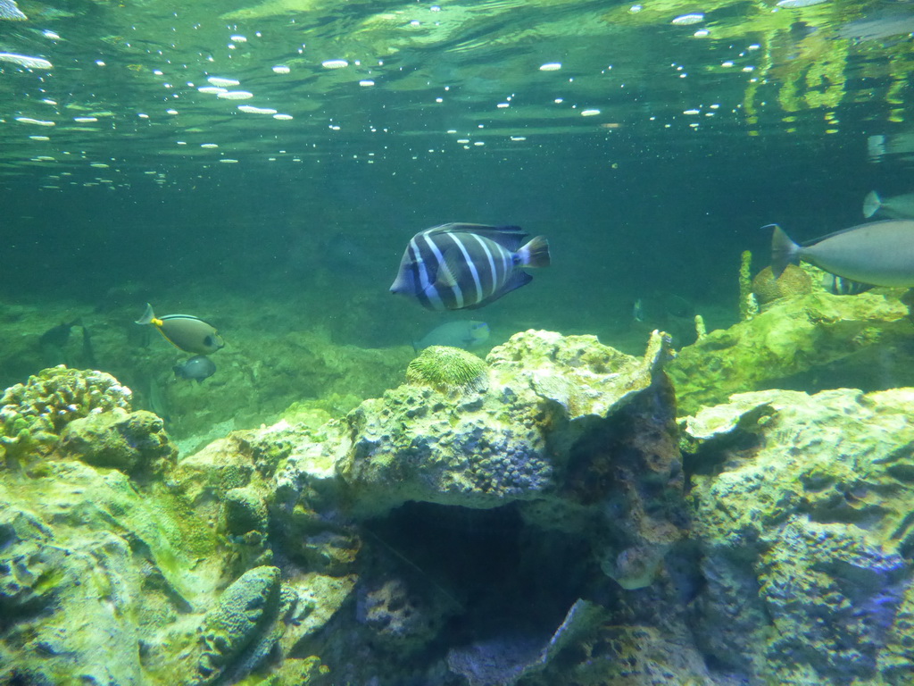 Coral and fish at the Aquarium of Genoa