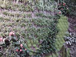 Plant wall at the Aquarium of Genoa