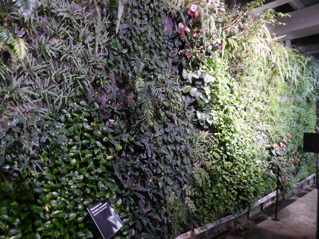 Plant wall at the Aquarium of Genoa
