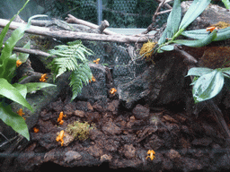 Frogs at the Aquarium of Genoa