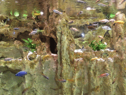Fish of the Aquarium of Genoa