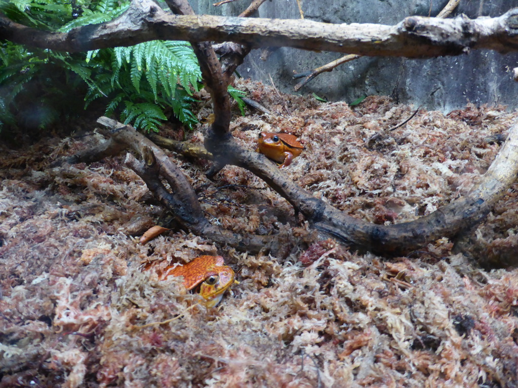 Frogs at the Aquarium of Genoa