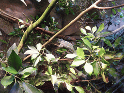 Chameleon at the Aquarium of Genoa