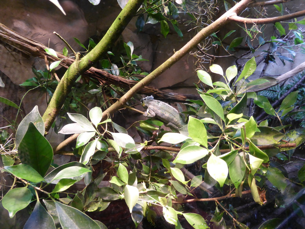 Chameleon at the Aquarium of Genoa