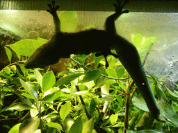 Gecko at the Aquarium of Genoa