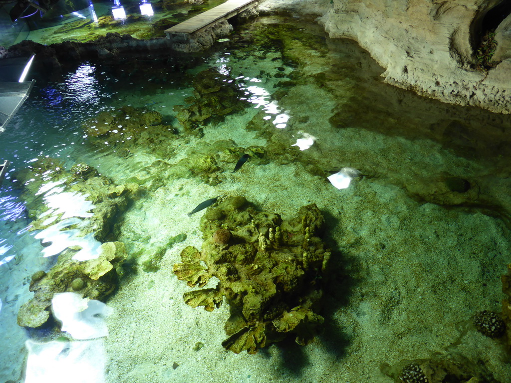 Fish at the Aquarium of Genoa