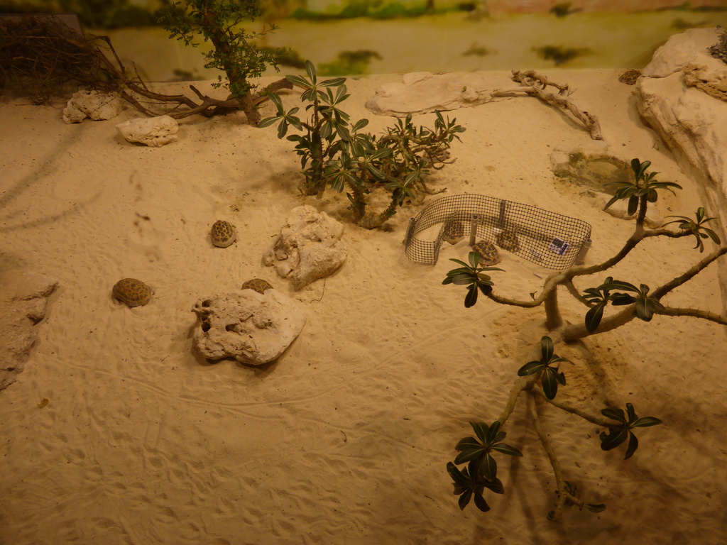 Tortoises at the Aquarium of Genoa