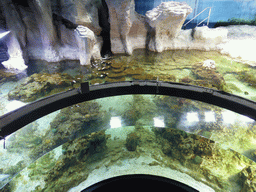 Coral and fish at the Aquarium of Genoa