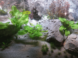 Fish at the Aquarium of Genoa