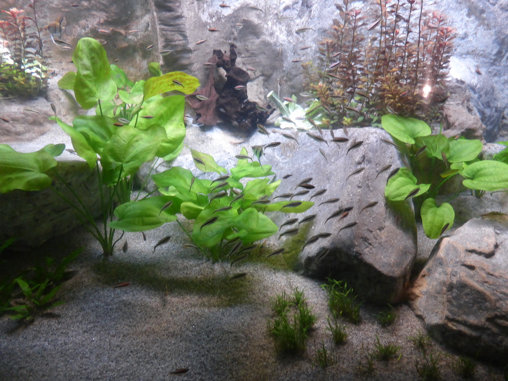 Fish at the Aquarium of Genoa