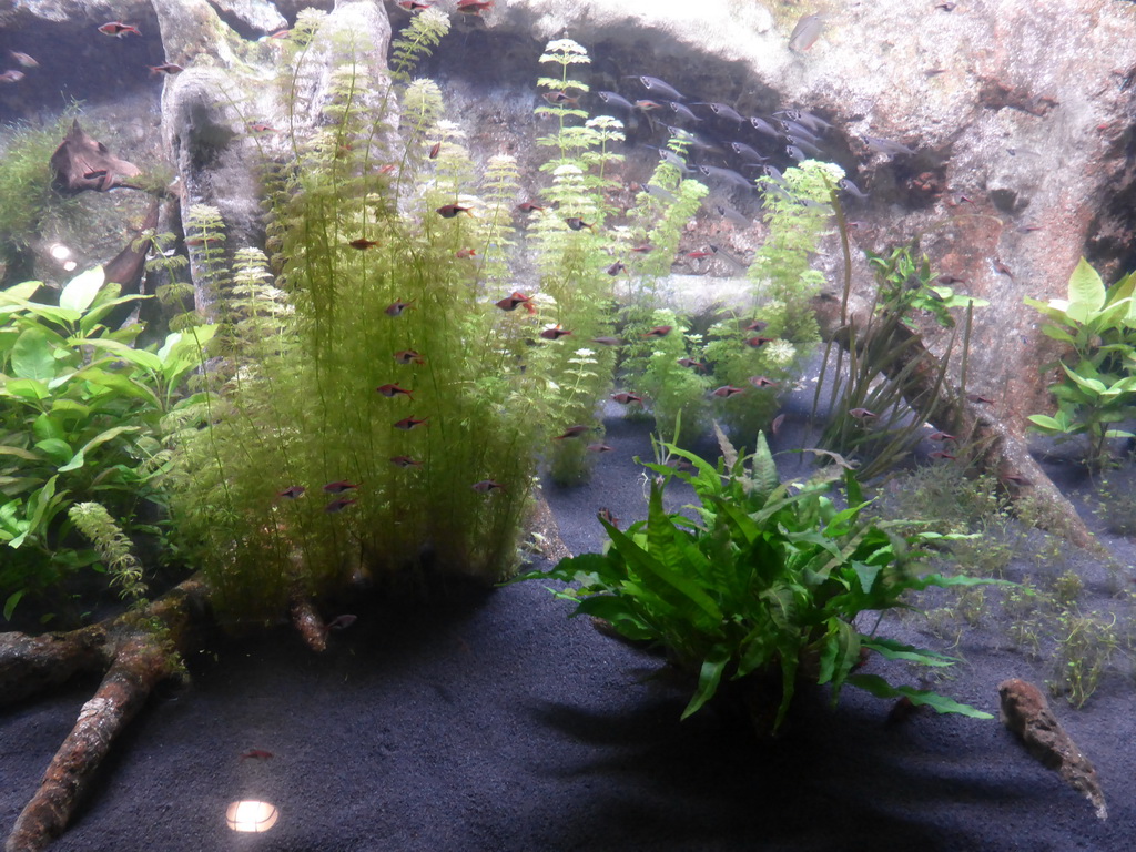 Fish at the Aquarium of Genoa