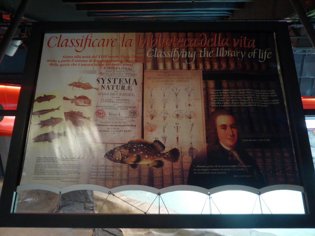 Explanation on Carolus Linnaeus at the Aquarium of Genoa