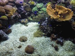 Coral and fish at the Aquarium of Genoa