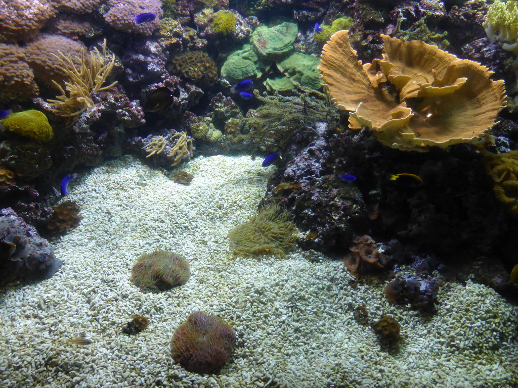 Coral and fish at the Aquarium of Genoa