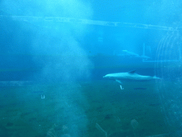 Dolphins at the Cetaceans Pavilion at the Aquarium of Genoa