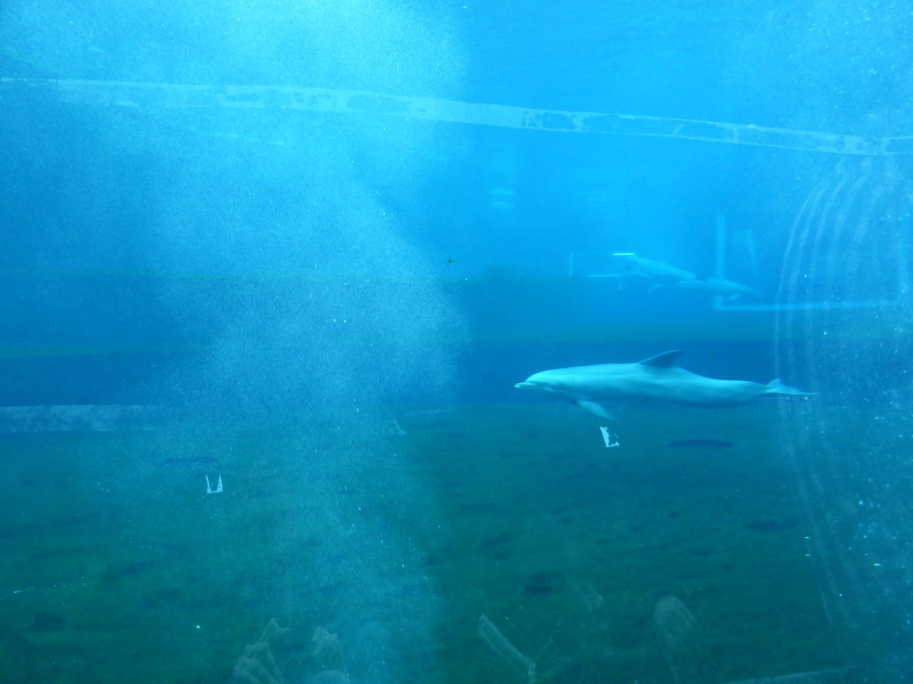 Dolphins at the Cetaceans Pavilion at the Aquarium of Genoa