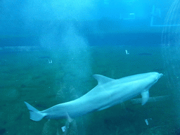 Dolphin at the Cetaceans Pavilion at the Aquarium of Genoa