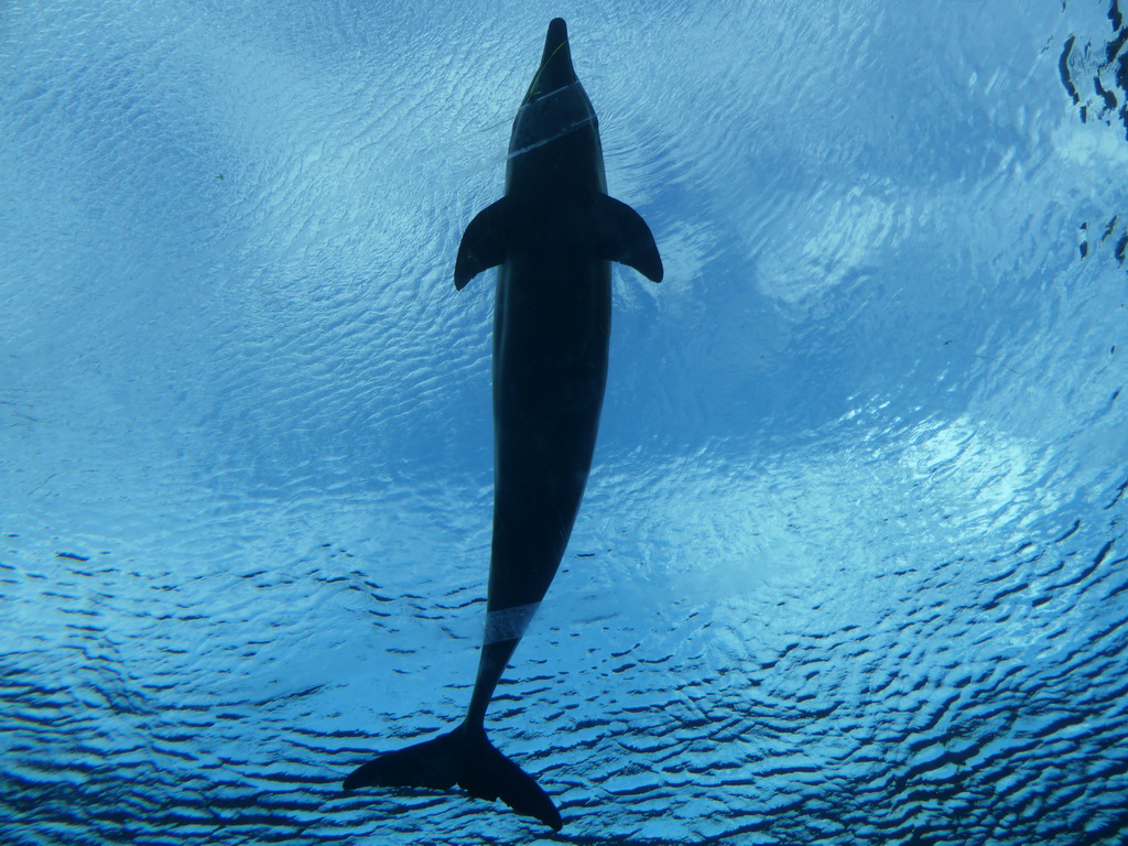 Dolphin at the Cetaceans Pavilion at the Aquarium of Genoa