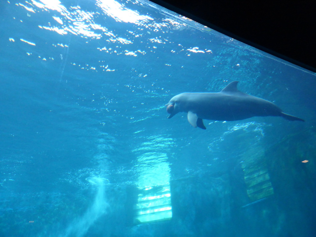 Dolphin at the Cetaceans Pavilion at the Aquarium of Genoa