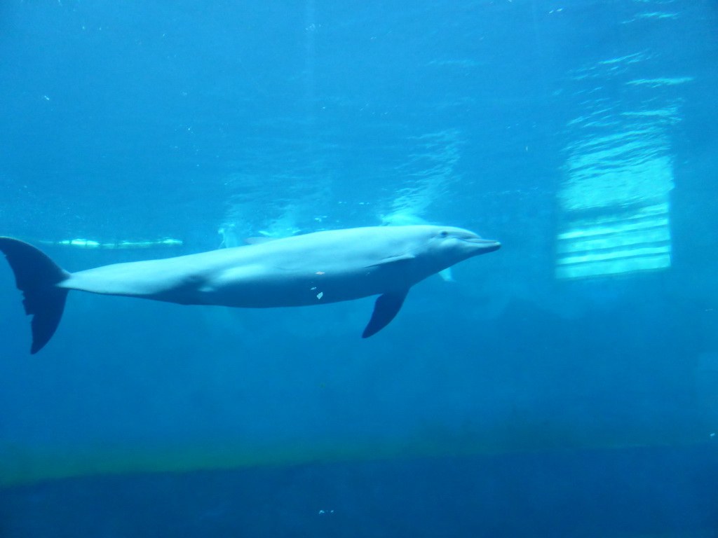 Dolphin at the Cetaceans Pavilion at the Aquarium of Genoa