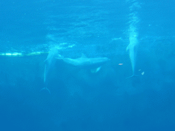 Dolphins at the Cetaceans Pavilion at the Aquarium of Genoa