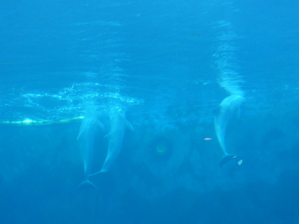 Dolphins at the Cetaceans Pavilion at the Aquarium of Genoa