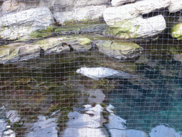 Seal at the Aquarium of Genoa