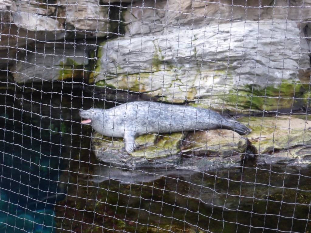 Seal at the Aquarium of Genoa