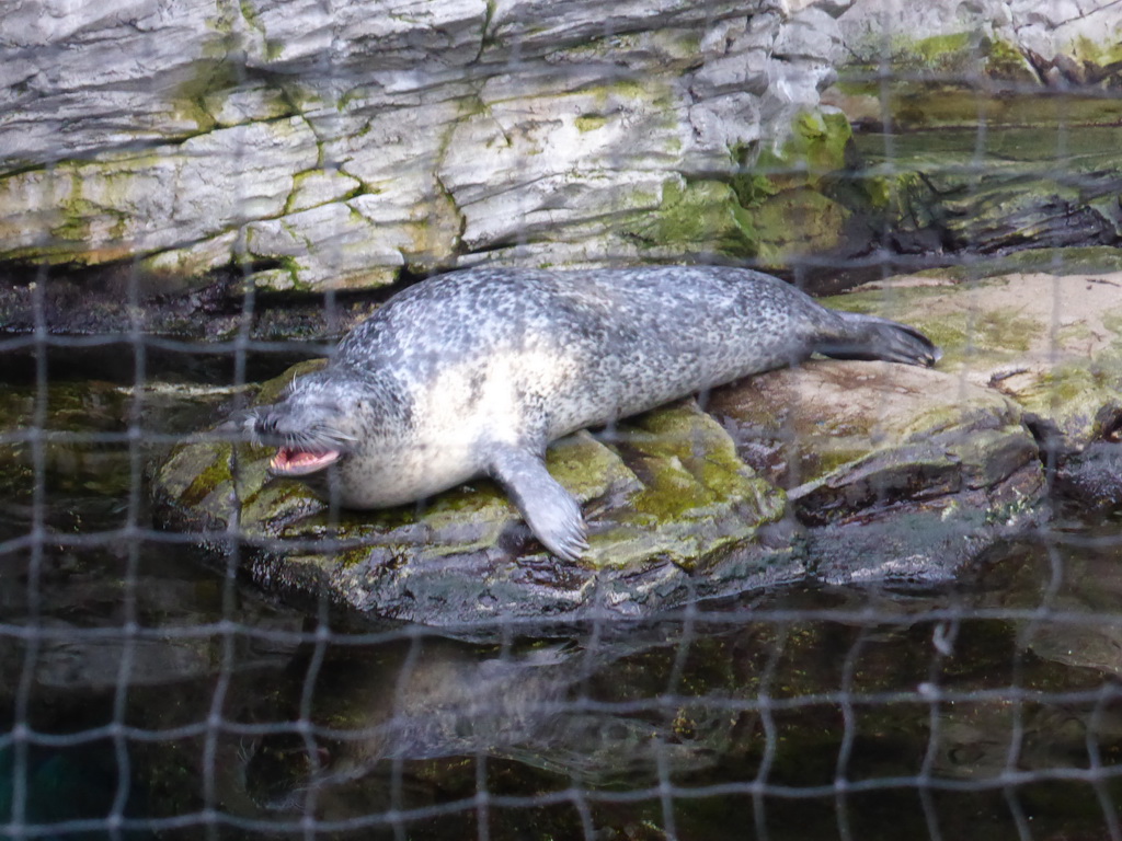 Seal at the Aquarium of Genoa