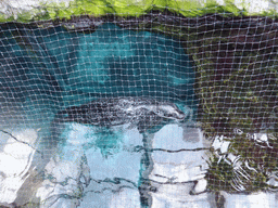 Seal at the Aquarium of Genoa