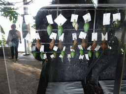 Butterfly cocoons in the Hummingbird`s Forest at the Aquarium of Genoa