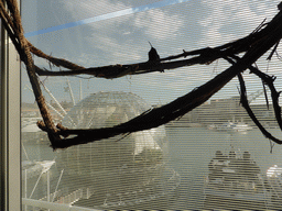 Hummingbird in the Hummingbird`s Forest at the Aquarium of Genoa, with a view on the Old Harbour with the Biosphere of Genoa and the Bigo