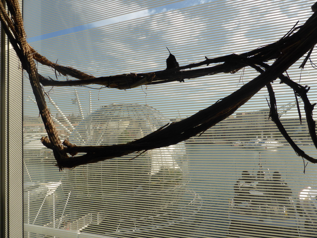 Hummingbird in the Hummingbird`s Forest at the Aquarium of Genoa, with a view on the Old Harbour with the Biosphere of Genoa and the Bigo