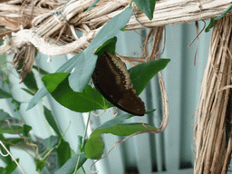 Butterfly in the Hummingbird`s Forest at the Aquarium of Genoa